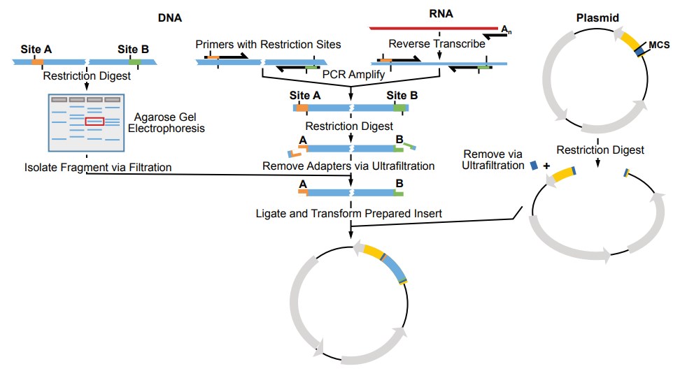 ultrafiltration directional subcloning